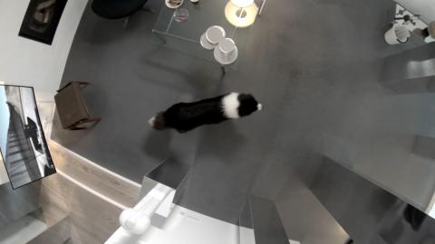modern scape hund