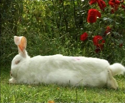 rabbitsuit
