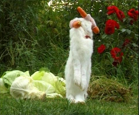 rabbitsuit