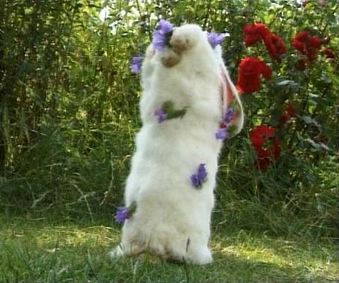 rabbitsuit