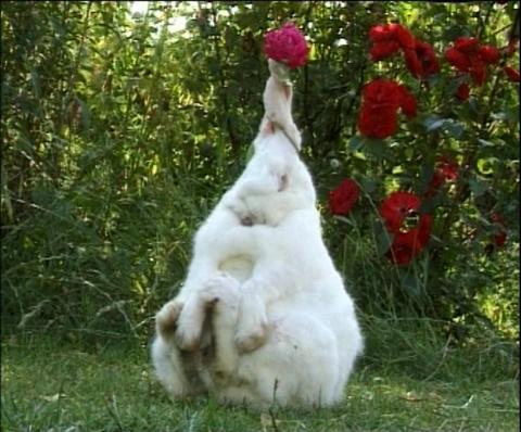 rabbitsuit