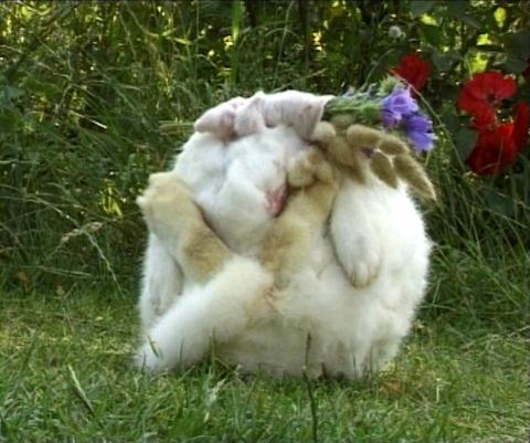 rabbitsuit