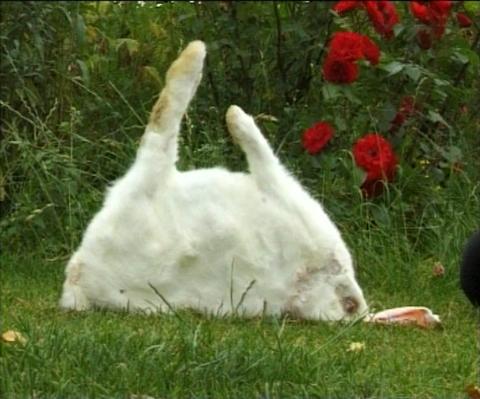 rabbitsuit
