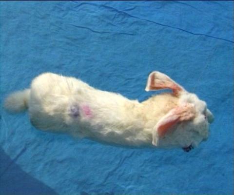 rabbitsuit